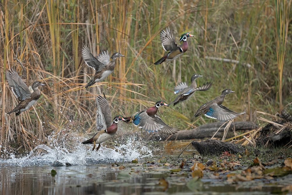 Washington State Wood Ducks (Aix sponsa) flock takes flight from a quiet pond Seattle
